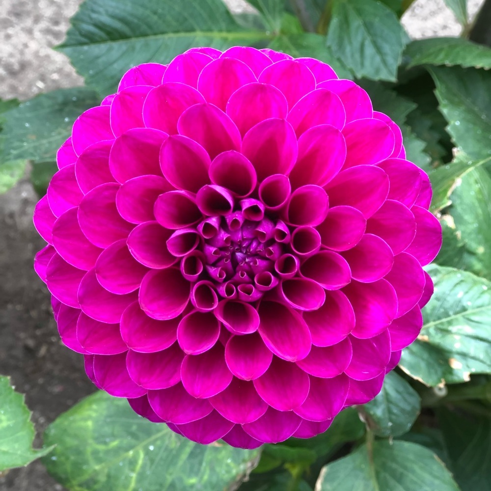 Meet your Posher, Carol